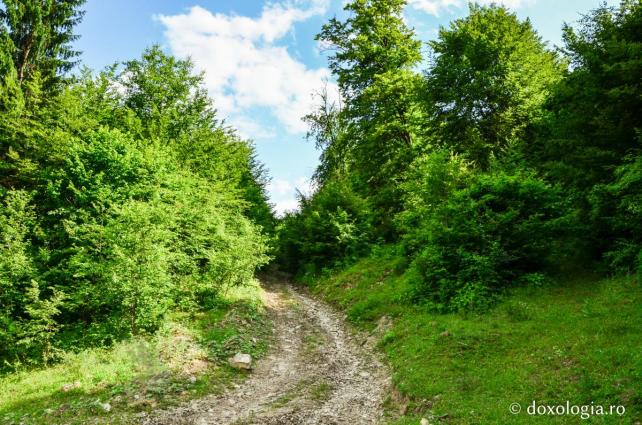 În drum spre locul de nevoință al vechilor pustnici de la Pângărați / Foto: Maria Burlă